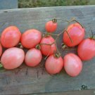 Tomato 'THAI PINK EGG' 15+ Seeds  HOT HUMID summer EASY