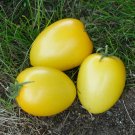 Tomato 'GOLDEN ROMA' 15 Seeds  vegetable garden YELLOW salad EASY