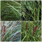 GAHNIA Sieberiana Stalwart x50 Seeds Native landscaping grass