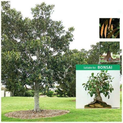evergreen landscape Ficus Macrophylla Moreton Bay Fig 25 Seeds