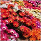 Mix color Livingstone Daisy Neon Lights 250 seeds/ pack