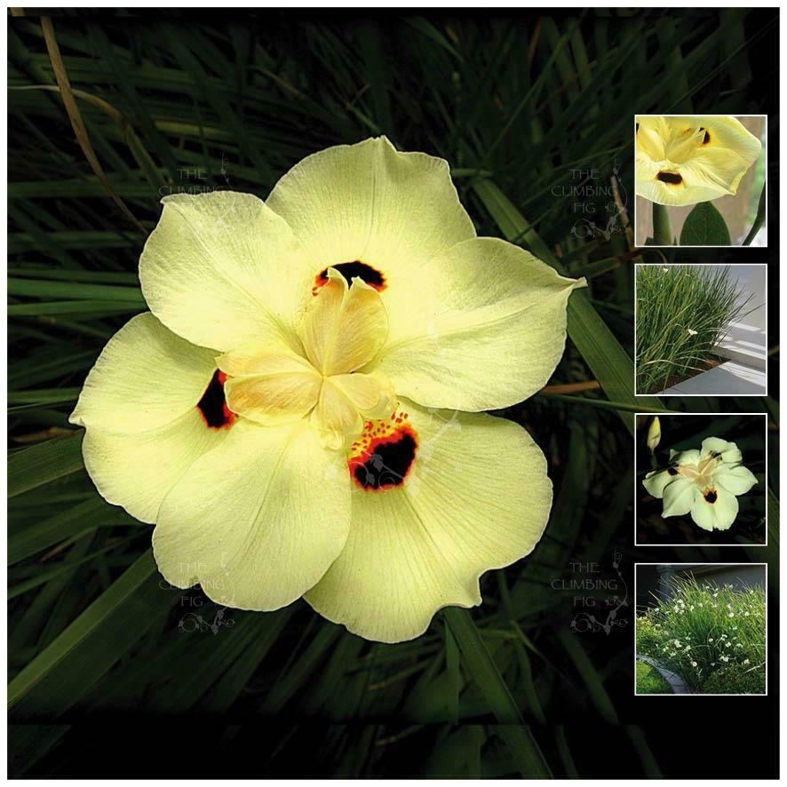 30 seeds Dietes Bicolor TCF Sunrise Lily Seeds