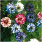mixed 200 seeds NIGELLA Persian Jewels Pastel coloured flowers