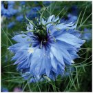 Miss Jekyll Blue 200 seeds NIGELLA Persian Jewels Pastel coloured flowers