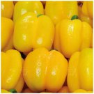 CAPSICUM Bell Yellow Heavy yielding thick-walled 15 seeds