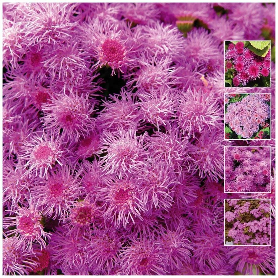 Pink Pom-Pom x100 Seeds double pink flower