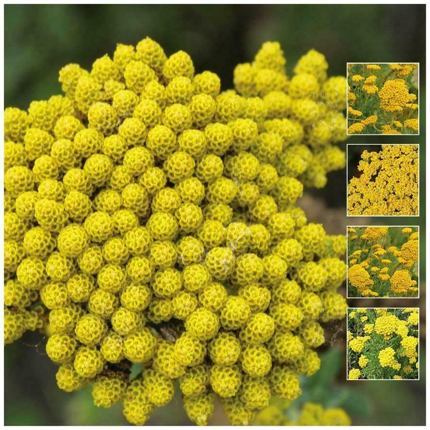 Inodora Yellow Ageratum x100 Seeds