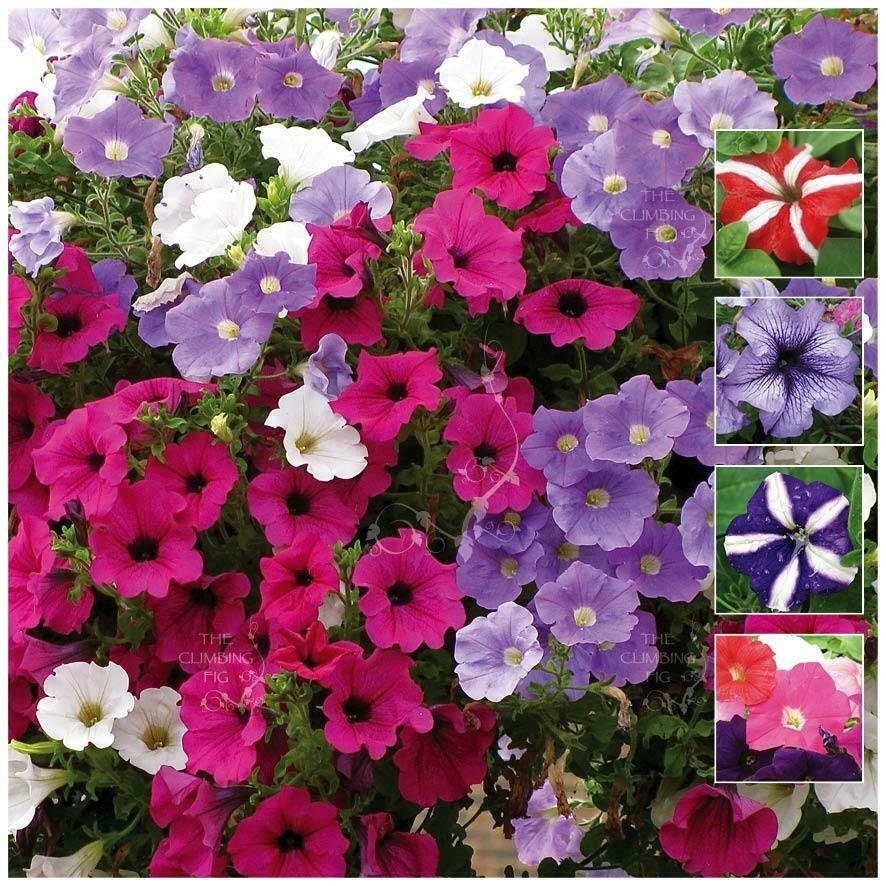 200 seeds PETUNIA Happy Colours garden decore