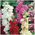 100 seeds Mixed red pink purple Dwarf Highly fragrant
