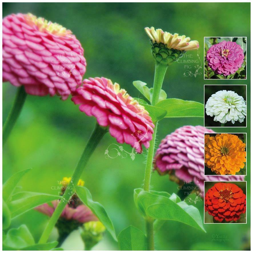 Zinnia Cut Flower Classic 30 Seeds mixed color Premium variety