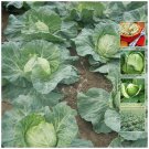 Fast growing, large Cabbage Cavola Sugarloaf 100 seeds