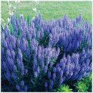 Salvia Orbital BlueTorch lavender blue flowers 25 seeds