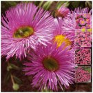 Erigeron Pink Jewel Heavy flowering evergreen perennial 50 seeds
