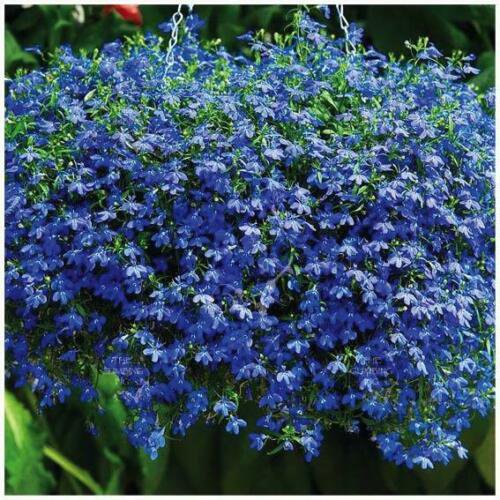Real BLUE Sapphire Seeds. groundcover 100 seeds/ pack