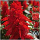 SALVIA Compact Red Rocket  fast growing plant 20 seeds