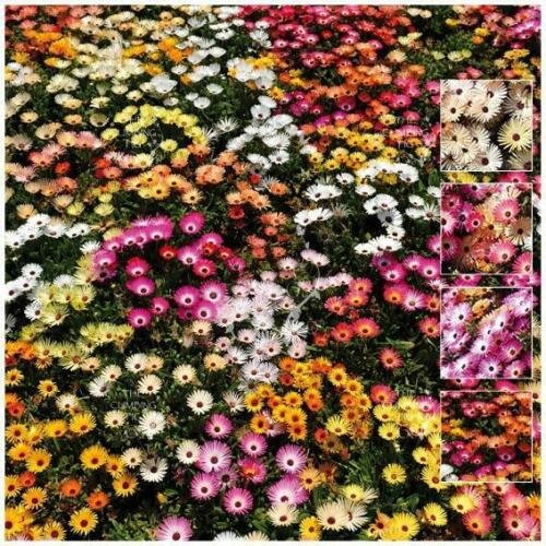 Super-heavy Bulk 200 seeds Livingstone Daisy Euphoria Mix Color
