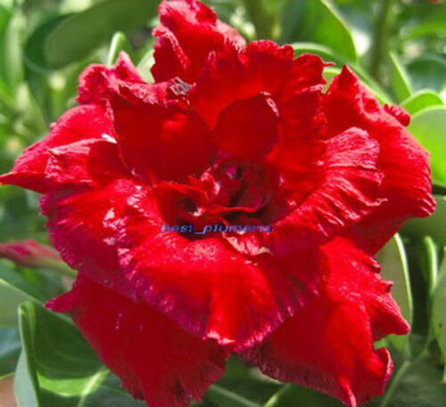 Adenium Obesum Desert Rose Mini Size