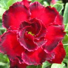 Promo 100 seeds Rosemarie Adenium Obesum rose desert