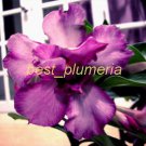 Promo 100 seeds Purple Doxxon Fresh Adenium Obesum rose desert