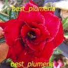 Promo 100 seeds Sexy Red Fresh Adenium Obesum rose desert
