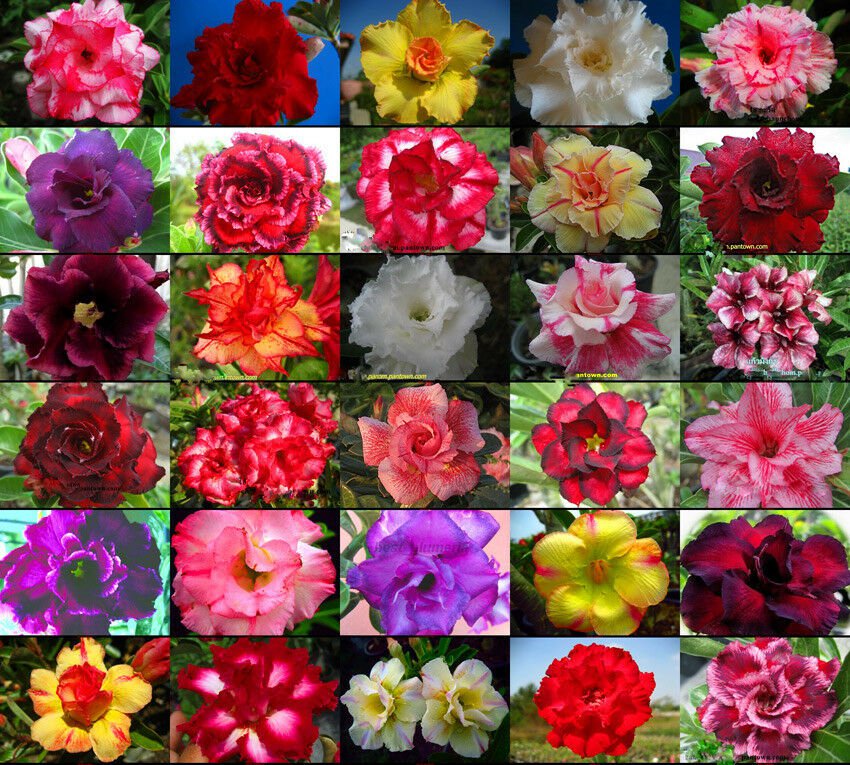 5000 seeds identified by color Fresh Adenium Obesum rose desert