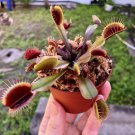 1 pcs Venus Flytrap Red Dragon (Dionaea muscipula, Akai Ryu)