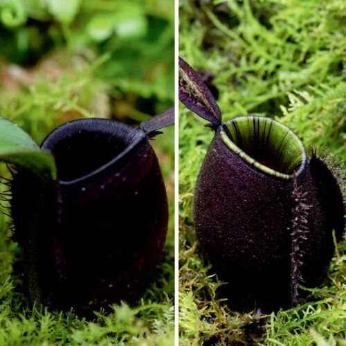 10 seeds Nepenthes Ampullaria Black Speckled x Ampullaria Black Miracle