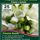 FREESIA SEEDS- BRIDAL WHITE (Perfumed) - 25 x SEEDS