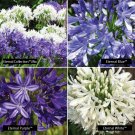Blue or white AGAPANTHUS Eternal Collection 30 Seeds