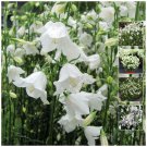Amaizing White Bellflower x100 Seeds Compact perennial