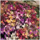 LINARIA Izzy's Gemstone Exotic Orchid 100 seeds