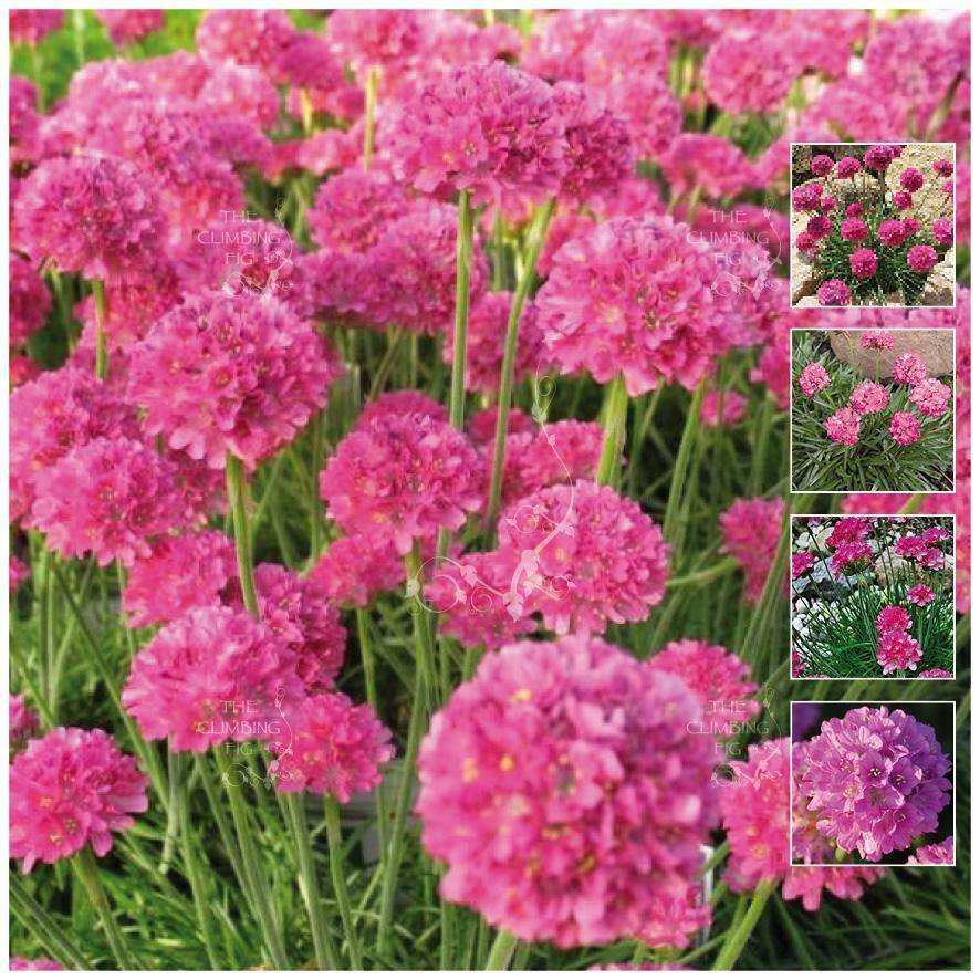 ARMERIA Kai Hybrid PINK Agapanthus 10 seeds limited edition