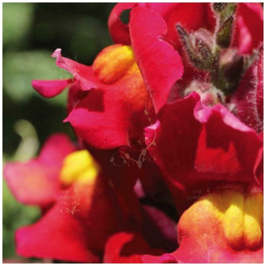 SNAPDRAGON Kamikaze RED-YELLOW 10 Seeds