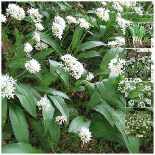 12 seeds Wild Perrenial Allium Ursinum Broad Leaved Garlic