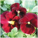 Compact Plant 50 seeds VIOLA Arkwright Ruby