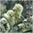 20 seeds Aromatic Eucalyptus Pulchella White Peppermint