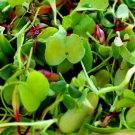 Bulk sell 250 seeds Microgreens - Mixed Varieties