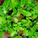 250 seeds vegetable Salad Greens - Mesclun Mix
