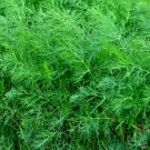 100 seeds hern natural care Dill - Mammoth