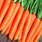 150 seeds vegetable Carrot - Nantes