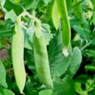 20 seeds vegetable Climbing Pea - Sugarsnap