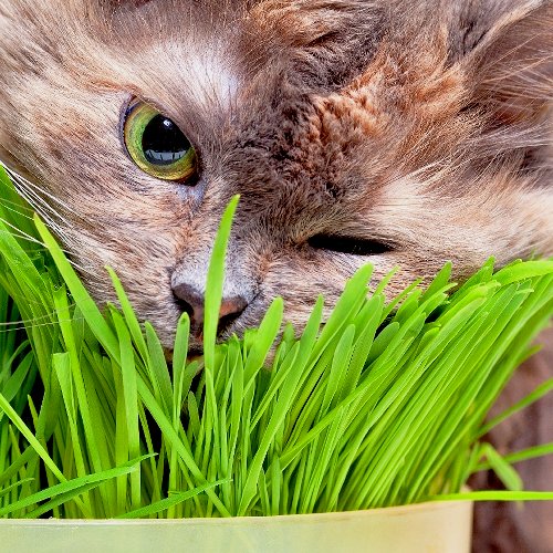 Heirloom Herb Collection 500 seeds Cat Grass