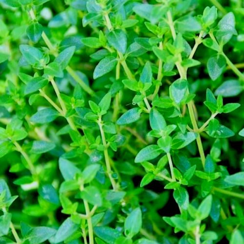 Heirloom Herb Collection 250 seeds Thyme - Common
