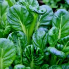 150 seeds vegetable Asian / Salad Greens - Tatsoi