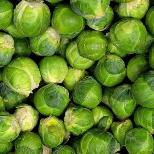 50 seeds vegetable Brussels Sprouts - Long Island Improved