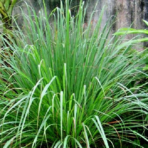 Heirloom Herb Collection 30 seeds Lemon Grass - East Indian