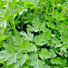 Heirloom Herb Collection 100 seeds Parsley - Giant Italian Flat Leaf