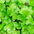 Heirloom Herb Collection 100 seeds Coriander - Eureka - Slow Bolting