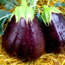 20 seeds vegetable Eggplant - Black Beauty