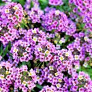 Heirloom Flower 100 Seeds Alyssum - Royal Carpet